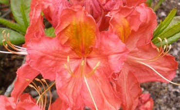 Rhododendron Juanita C3